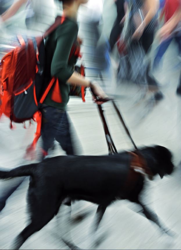 Frau mit Blindenführhund unterwegs