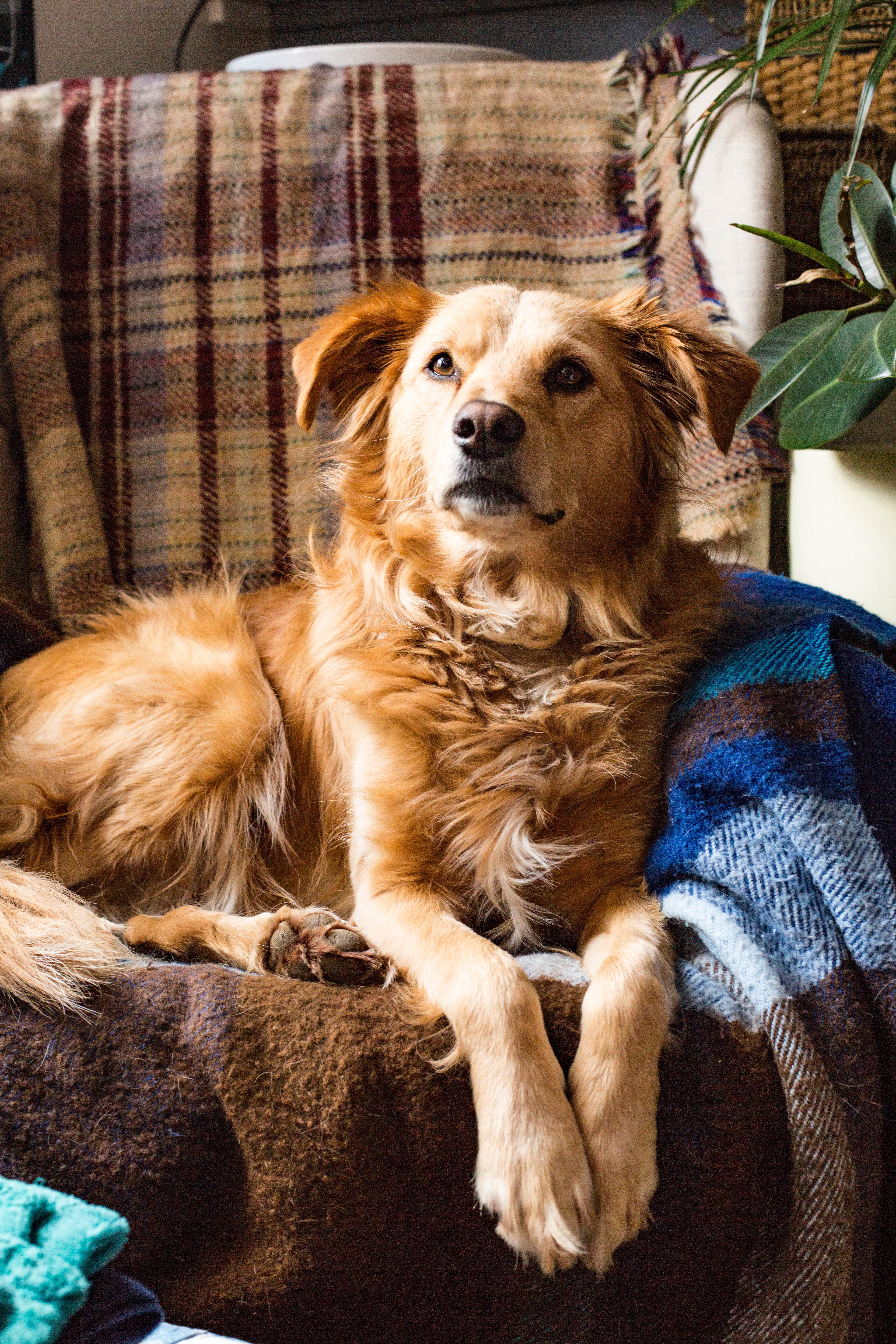 hund ©parkhouse hund ©parkhouse