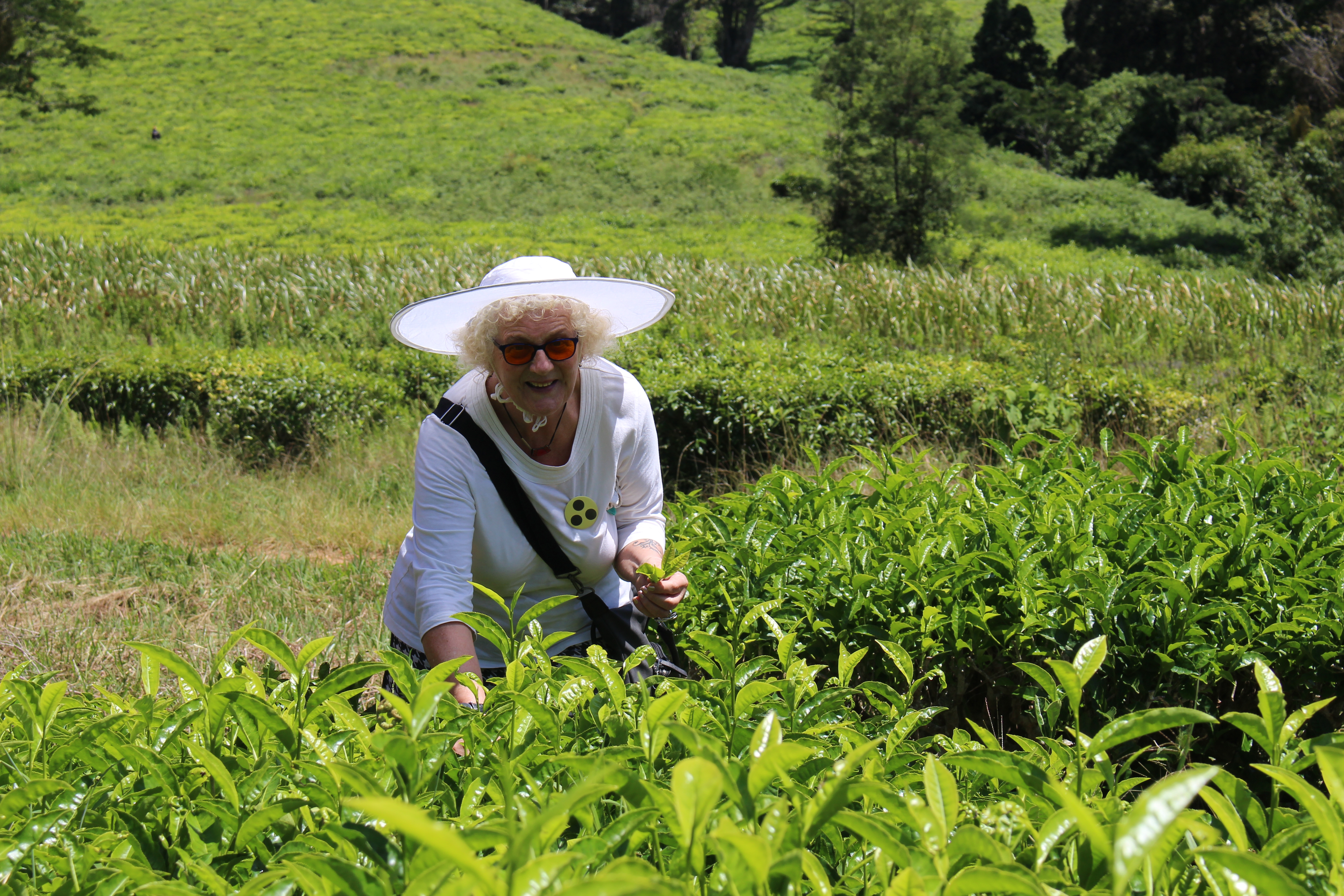 Eine sehbehinderte Teilnehmerin beim Pflücken von Blättern eines grünen Teestrauches, umgeben vom Grün der Teeplantage in den Usambara Bergen