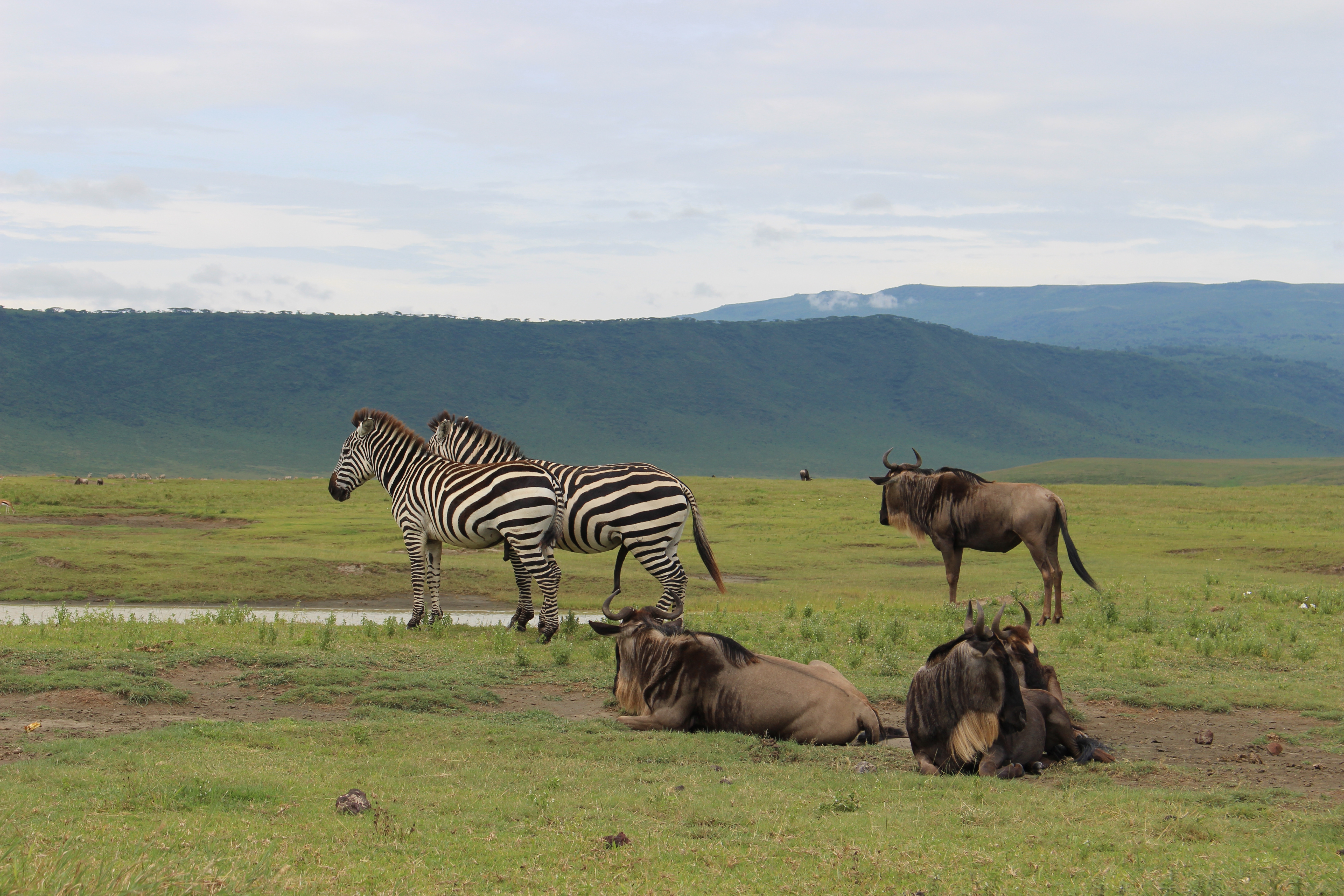 Zebras und Gnus vor einem kleinen Wasserloch umgeben vom Grün des Ngorongoro Nationalparks in Tansania