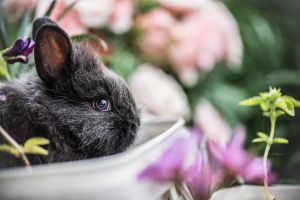 Frohe Ostern © unsplash.com/@dyana
