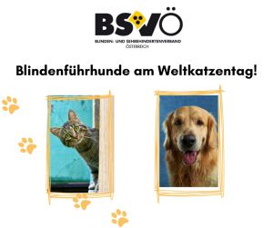 Weltkatzentag © BSVÖ/unsplash