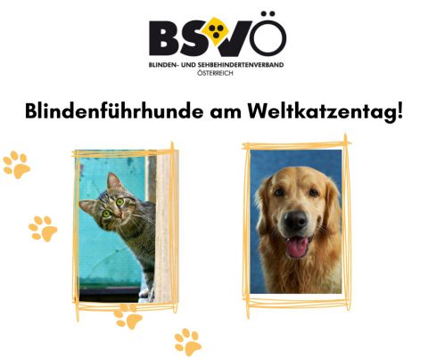 Weltkatzentag © BSVÖ/unsplash