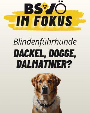 Bsvö im Fokus © BSVÖ