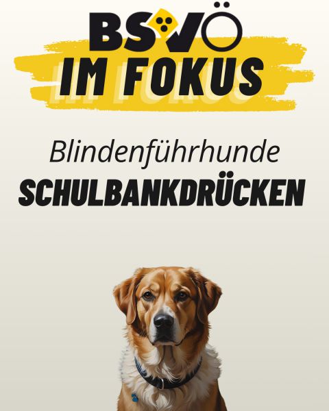 Bsvö im Fokus © BSVÖ