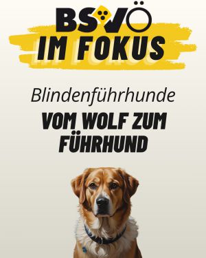 Bsvö im Fokus © BSVÖ