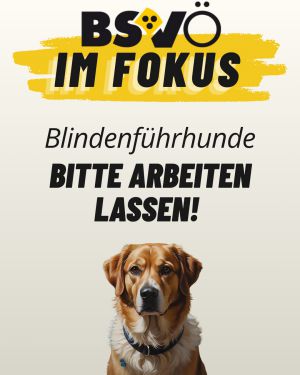 Bsvö im Fokus © BSVÖ