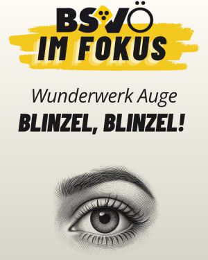 BSVÖ im Fokus © BSVÖ