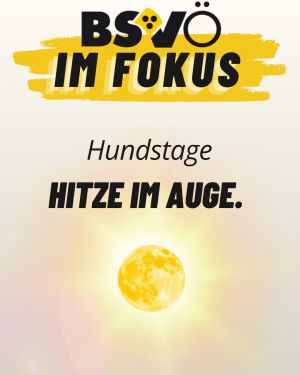 BSVÖ im Fokus © BSVÖ