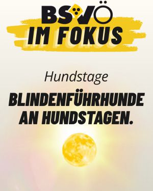 BSVÖ im Fokus © BSVÖ