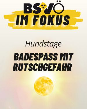 BSVÖ im Fokus © BSVÖ