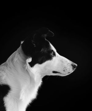 Hund © Jang