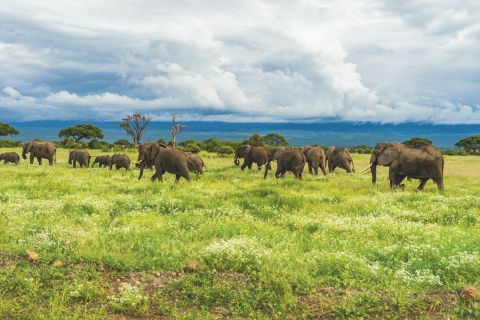 Tarangire Nationalpark © LifeEarth